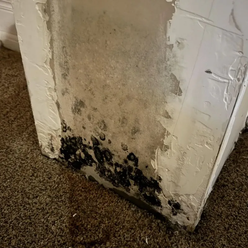 Professional Mold Removal in Purvis, MS